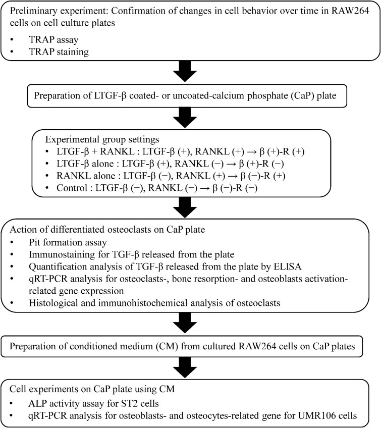 Direct and indirect effects of transforming growth factor-beta on osteoclast-mediated bone remodeling using a new in vitro bone matrix model.