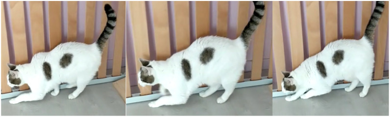 Challenging surgical management of a major triceps tendon avulsion in a 4.6 kg cat without external coaptation.
