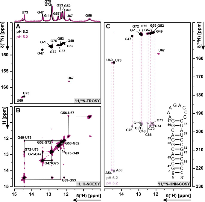 NMR characterisation of the antibiotic resistance-mediating 32mer RNA from the 23S ribosomal RNA