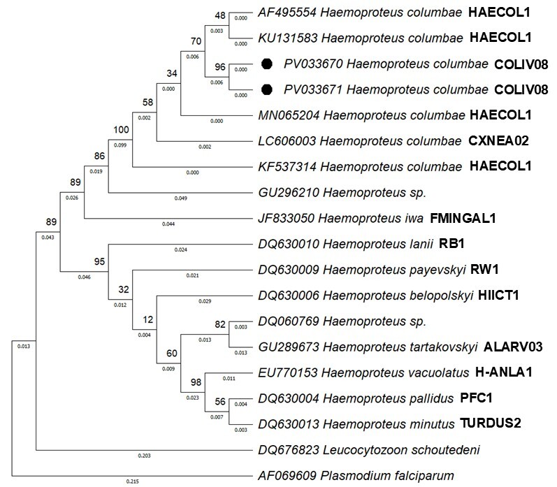 Molecular detection of Haemoproteus columbae Kruse, 1890 (Haemospororida: Haemoproteidae) in Columba livia Gmelin, 1789 (Columbiformes: Columbidae) in southern Brazil.