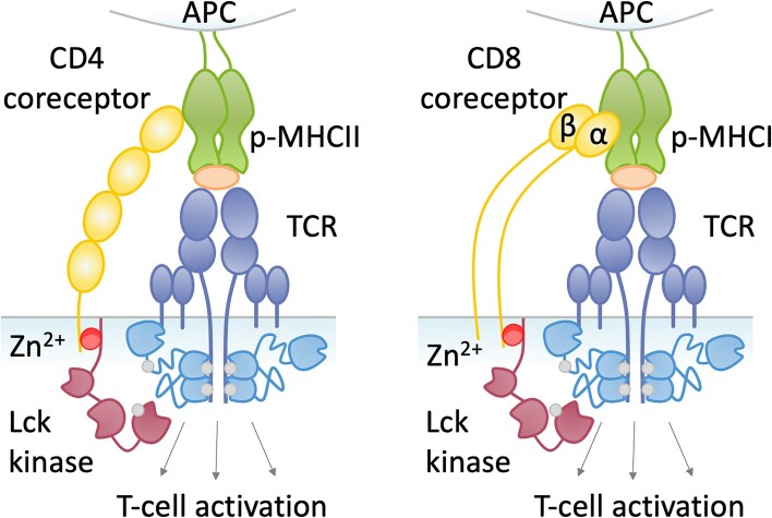 Zinc-mediated dynamics of CD4/CD8α co-receptors and Lck kinase: implications for zinc homeostasis, immune response, and biotechnological innovations.