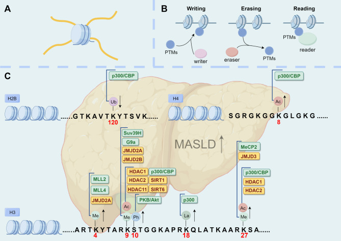 Post-translational modifications in the pathophysiological process of metabolic dysfunction‑associated steatotic liver disease.