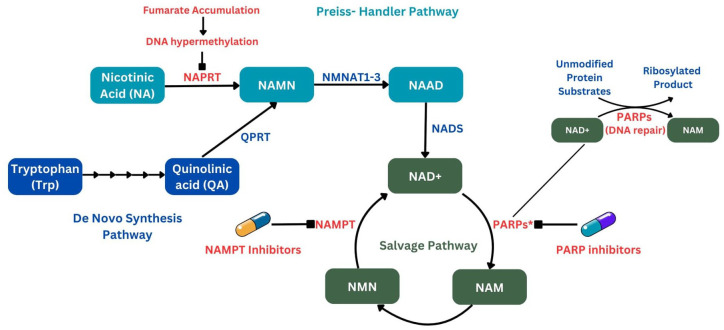 Recent progress in non-clear cell renal cell carcinoma: biology and therapeutic strategies.