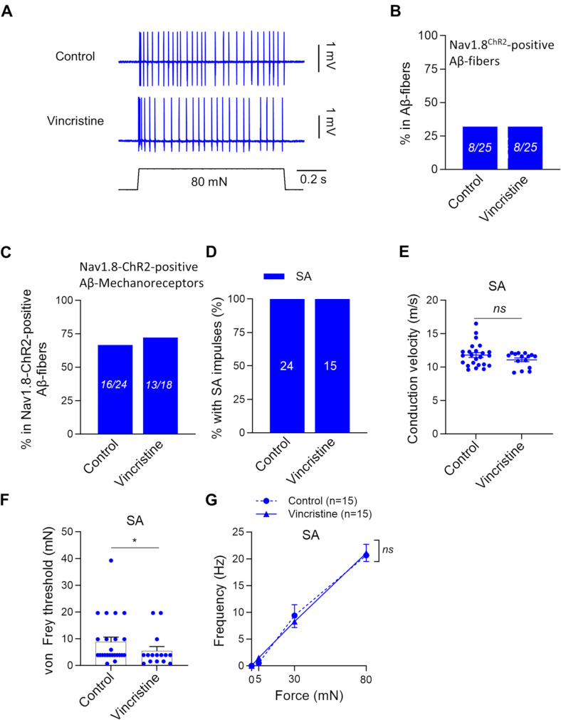 Effects of vincristine on the properties of low threshold mechanoreceptors and high threshold mechanoreceptors in the hindpaw glabrous skin of mice.