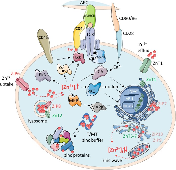 Zinc-mediated dynamics of CD4/CD8α co-receptors and Lck kinase: implications for zinc homeostasis, immune response, and biotechnological innovations.