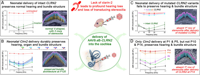 Advancing precision ear medicine: leveraging animal models for disease insights and therapeutic innovations.