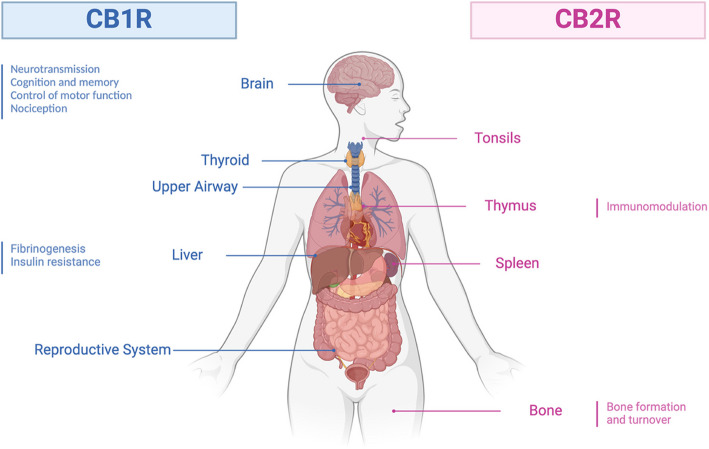 Revealing the therapeutic potential of synthetic cannabinoids: a systematic review of cannabinoid receptor binding dynamics and their implications for cancer therapy.