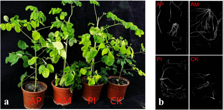 Effects of <i>Piriformospora indica</i> and arbuscular mycorrhizal fungus on growth and physiology of <i>Moringa oleifera</i> under low-temperature stress.