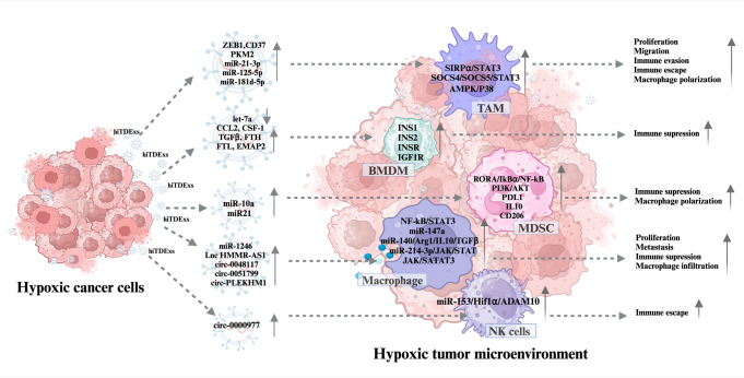 Pathways and outputs orchestrated in tumor microenvironment cells by hypoxia-induced tumor-derived exosomes in pan-cancer.