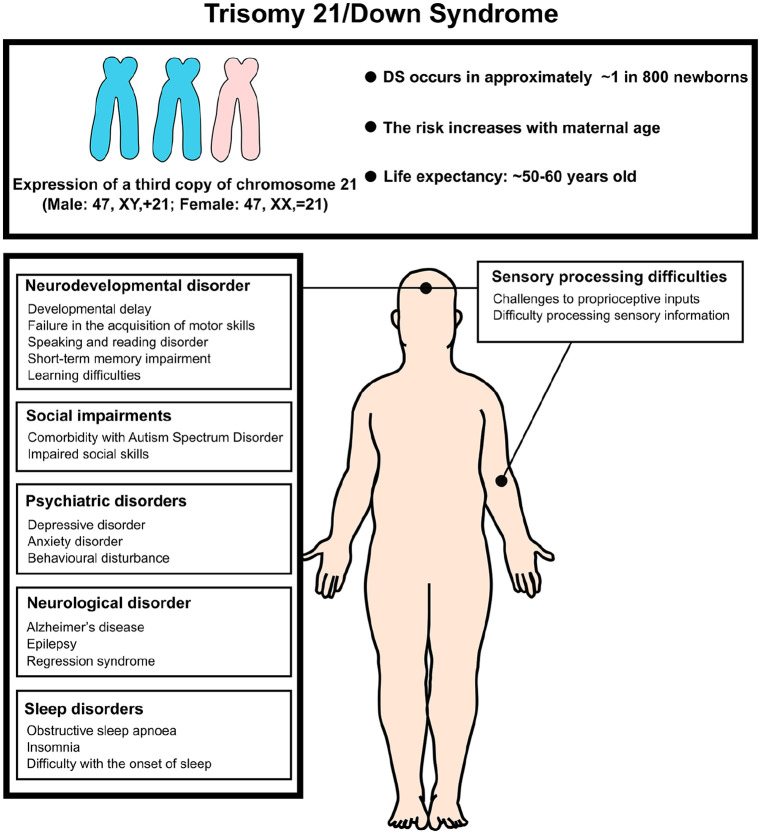 Neuronal oscillations in cognition: Down syndrome as a model of mouse to human translation.