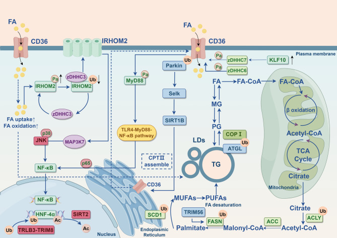 Post-translational modifications in the pathophysiological process of metabolic dysfunction‑associated steatotic liver disease.