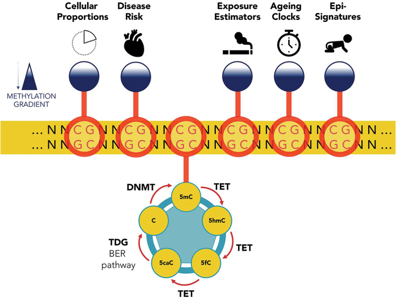 The predictive power of profiling the DNA methylome in human health and disease.