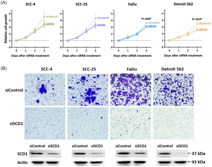 Targeting Stearoyl-CoA Desaturase 1 Through PI3K-AKT-mTOR Signaling in Head and Neck Squamous Cell Carcinoma.