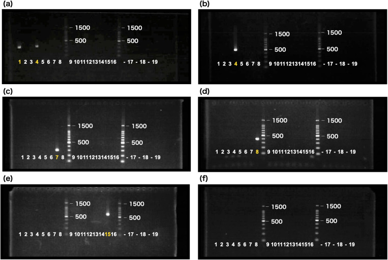 A PCR primer design method for identifying spider mite species using k-mer counting.