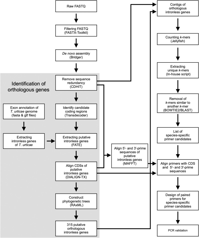 A PCR primer design method for identifying spider mite species using k-mer counting.