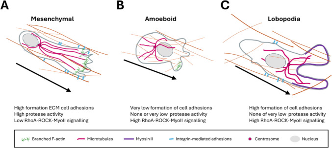 Plasticity in leukocyte migration during haematopoiesis and inflammation.