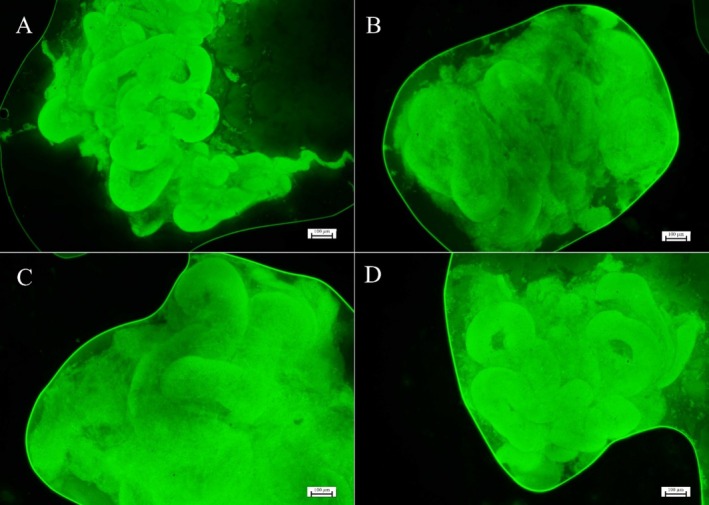 Evaluation of Different Cryoprotectant Combinations in Testicular Vitrification in Dogs.