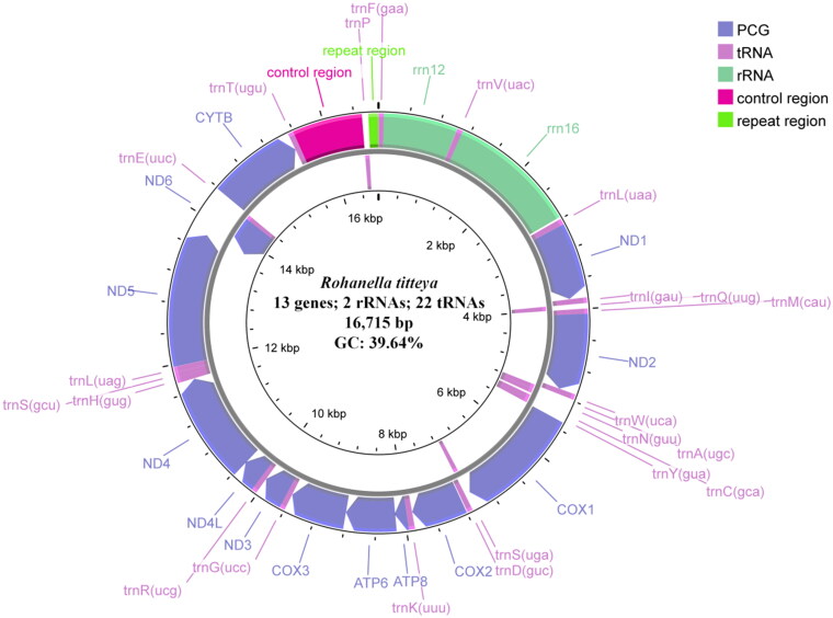 The first complete mitochondrial genome of <i>Rohanella titteya</i> (Cypriniformes: Cyprinidae) and its phylogenetic analysis.