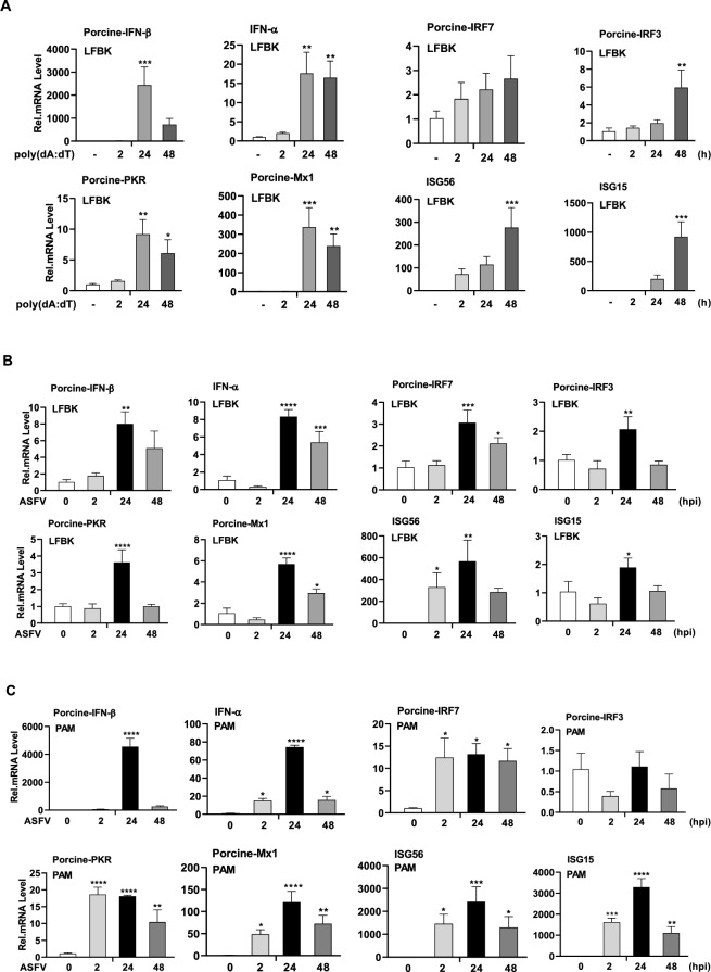 Highly suitable LFBK cells for African swine fever virus replication and type I interferon-induced immune studies.