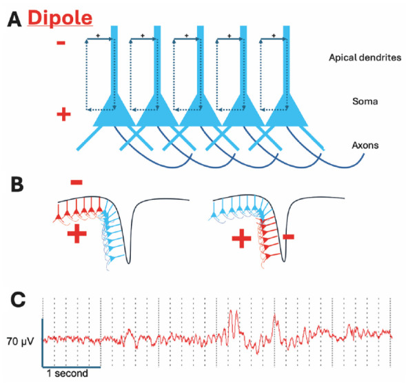 Neuronal oscillations in cognition: Down syndrome as a model of mouse to human translation.