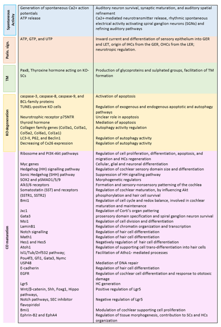 Kolliker's Organ and Its Functional Role in the Development of Corti's Organ and Auditory Systems.