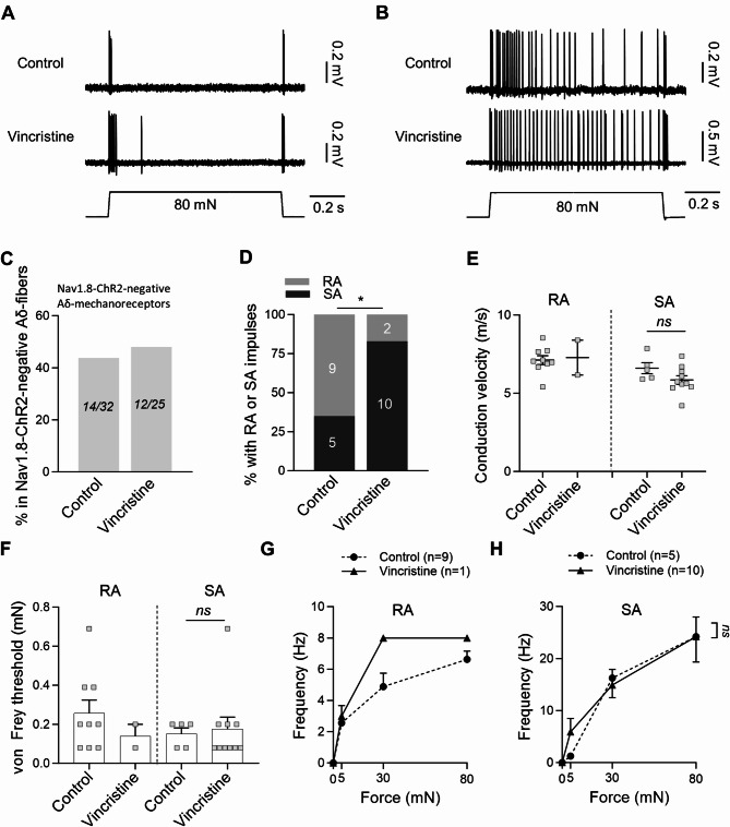 Effects of vincristine on the properties of low threshold mechanoreceptors and high threshold mechanoreceptors in the hindpaw glabrous skin of mice.