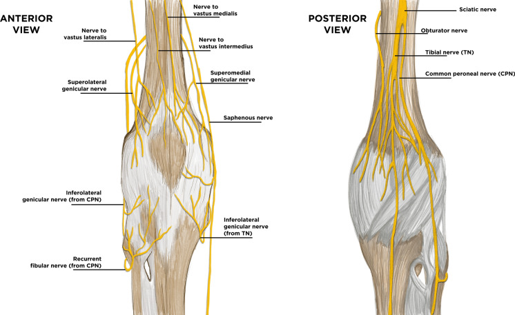 Genicular Nerve Ultrasound-Guided Cryoanalgesia for the Treatment of Chronic Knee Joint Pain: An Observational Retrospective Study.