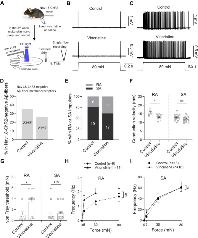 Effects of vincristine on the properties of low threshold mechanoreceptors and high threshold mechanoreceptors in the hindpaw glabrous skin of mice.
