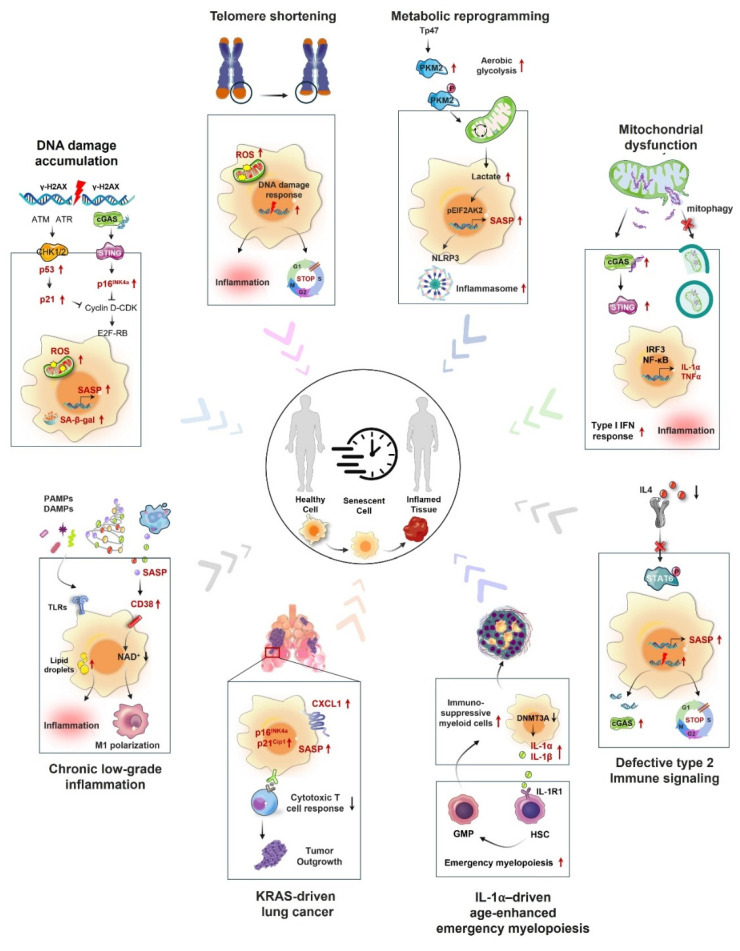 Beyond polarization: macrophage senescence in immunoregulation and cancer therapy.