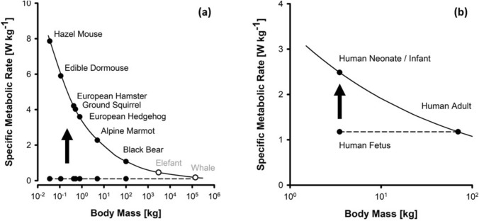 Mammalian birth versus arousal from hibernation: thyroid hormones, common regulators of metabolic transition?