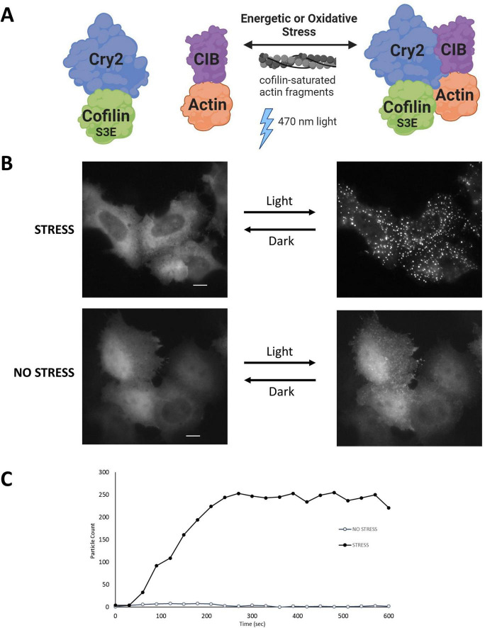 Identification of actin mutants with neurodegenerative disease-like phenotypes via mutagenesis of the actin-ATP interface.