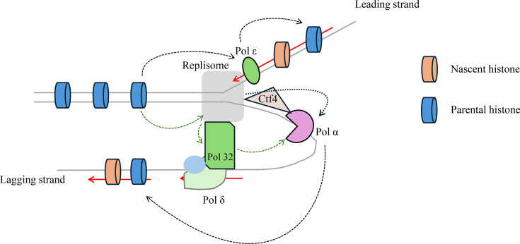 Insights into the synchronization between DNA replication and parental histone recycling.