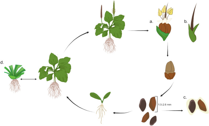Plantago species are emerging model organisms for functional genomics and stress biology.