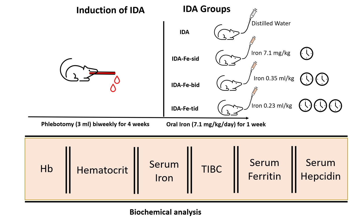 Split Daily Oral Iron Dosing Enhances Correction of Iron-Deficiency Anemia in Rats.