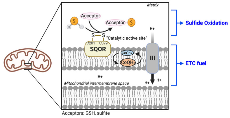 Promiscuous enzyme SQOR in cellular metabolism and ferroptosis regulation.
