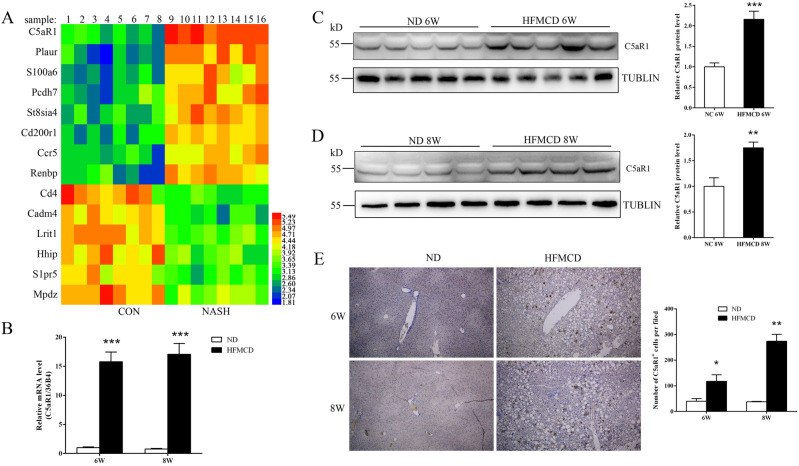 Correction: The role of C5aR1-mediated hepatic macrophage efferocytosis in NASH.