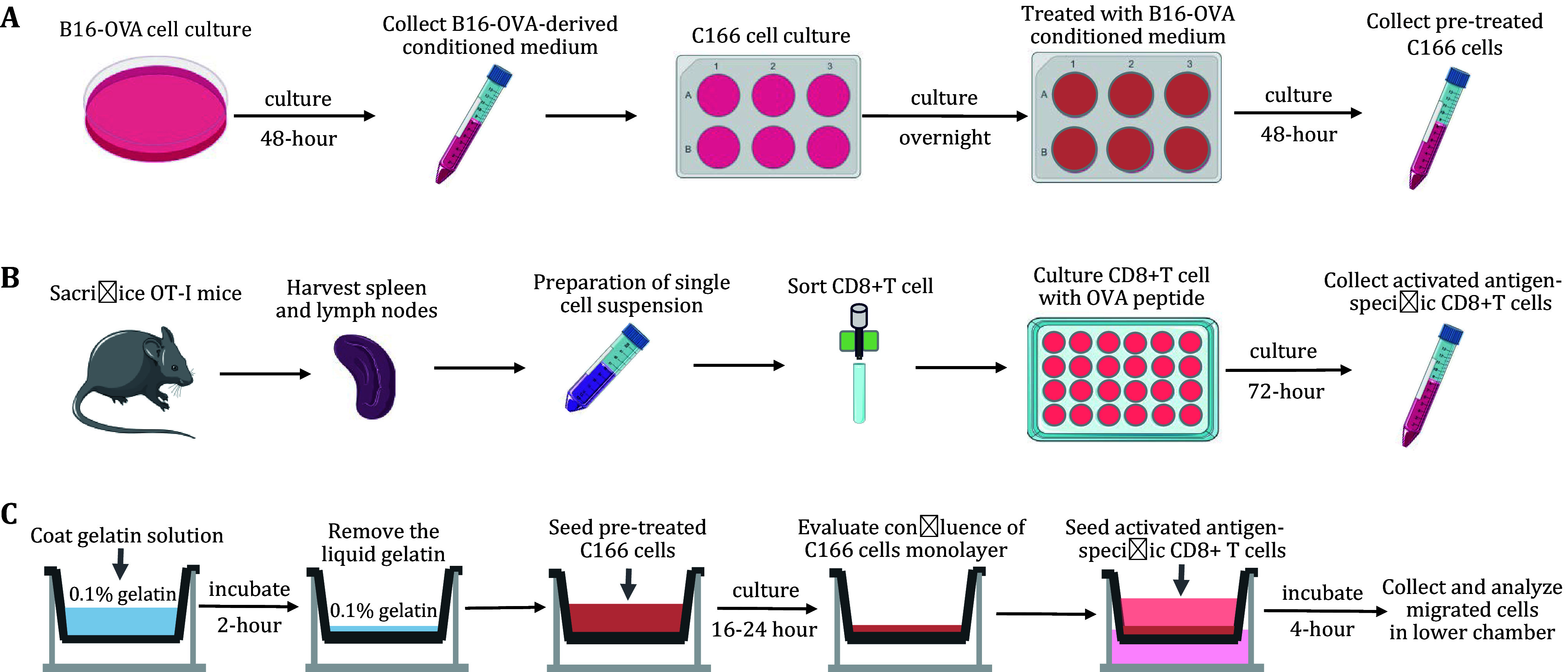 Assaying antigen-specific T cell trans-endothelial migration <i>in vitro</i> with the Transwell system: application in tumor immunology.