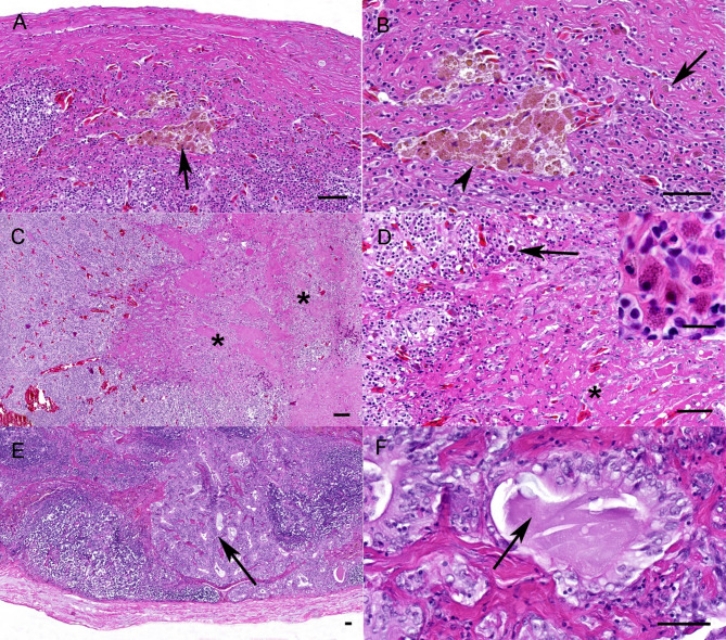 Age-associated changes in the lymphoid tissues of Boa constrictor.