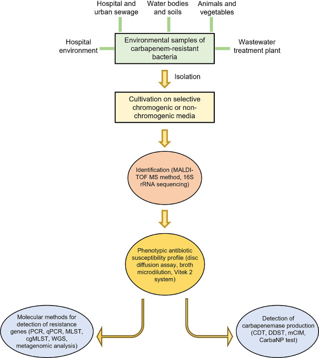 Carbapenem-resistant bacteria in the environment.