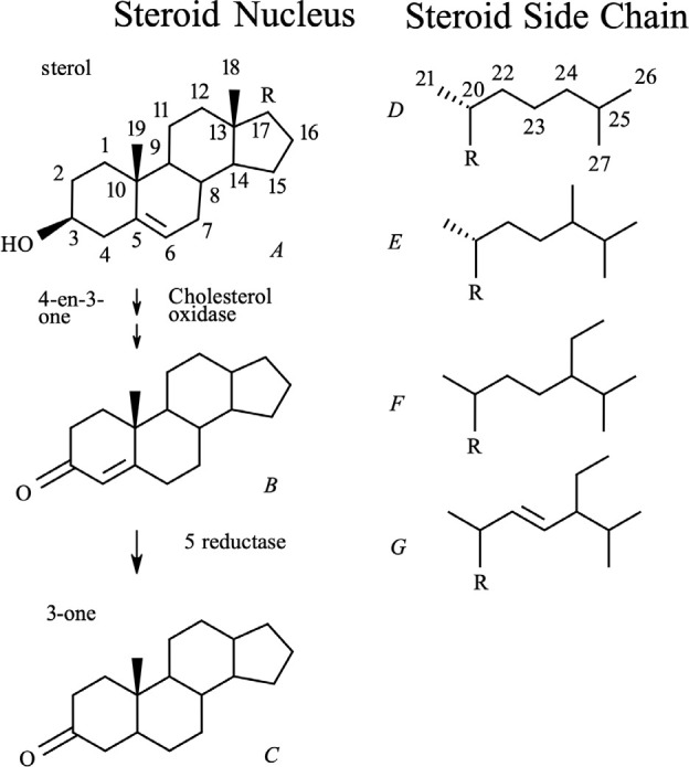 Increased brassinolide accumulation and increased growth in low-light-grown transgenic tobacco.