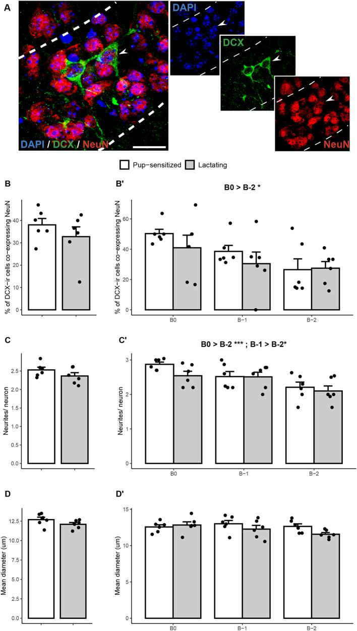 The density of doublecortin cells in the piriform cortex is affected by transition to adulthood but not first pregnancy in mice.