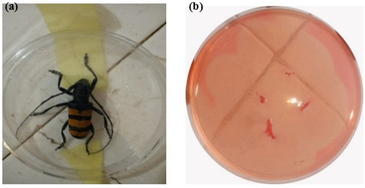 Production, purification, and characterization of a thermally stable, Acidophilic Cellulase from Aspergillus awamori AFE1 isolated from Longhorn beetle (Cerambycidae latreille).