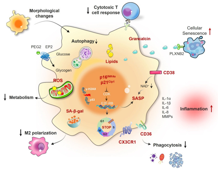 Beyond polarization: macrophage senescence in immunoregulation and cancer therapy.