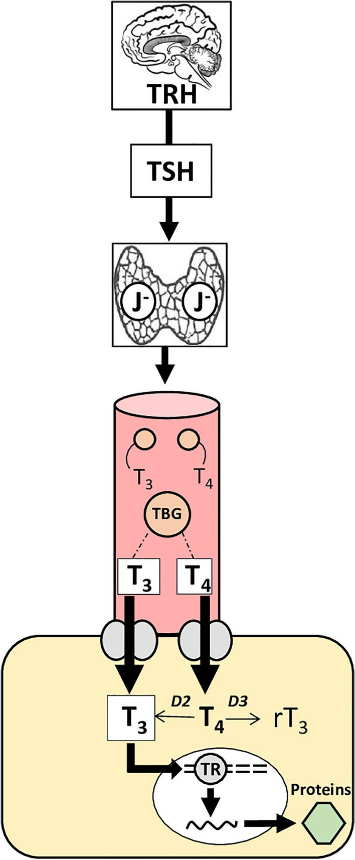 Mammalian birth versus arousal from hibernation: thyroid hormones, common regulators of metabolic transition?