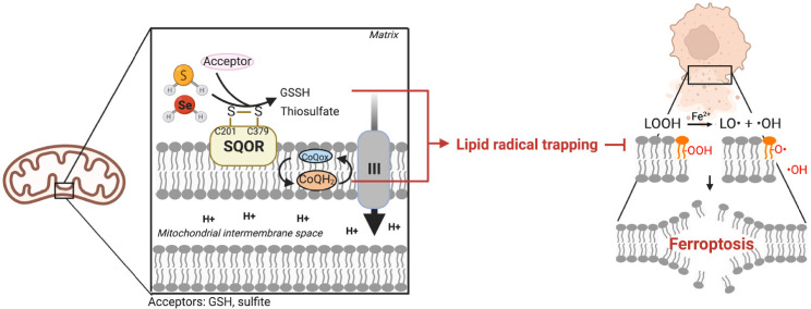 Promiscuous enzyme SQOR in cellular metabolism and ferroptosis regulation.