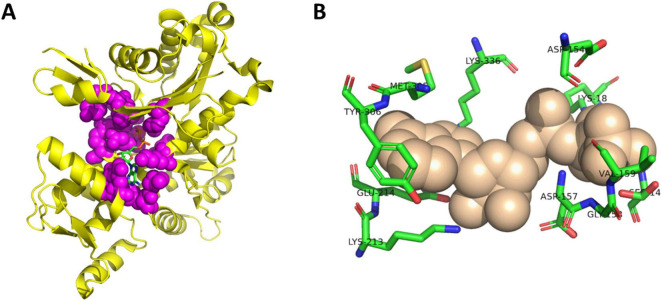 Identification of actin mutants with neurodegenerative disease-like phenotypes via mutagenesis of the actin-ATP interface.