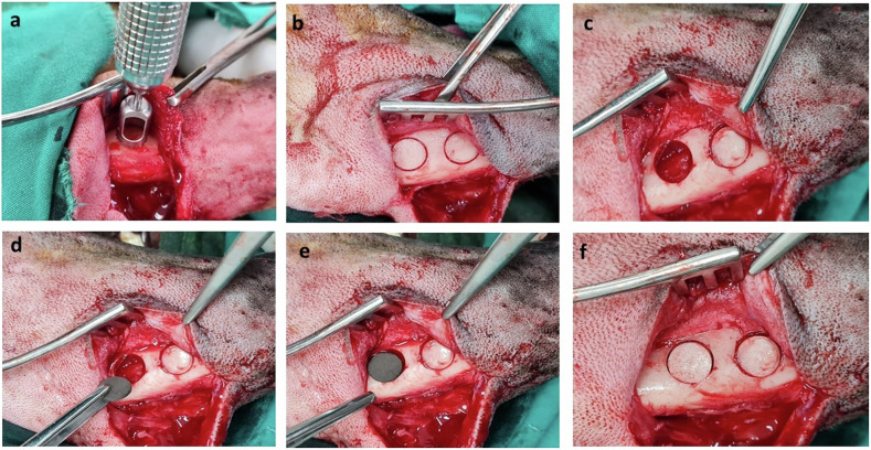 Osteogenic potential of nanostructured Cu/W/Co in Fe-Mn alloys designed for maxillofacial applications: in vivo study in dog model.