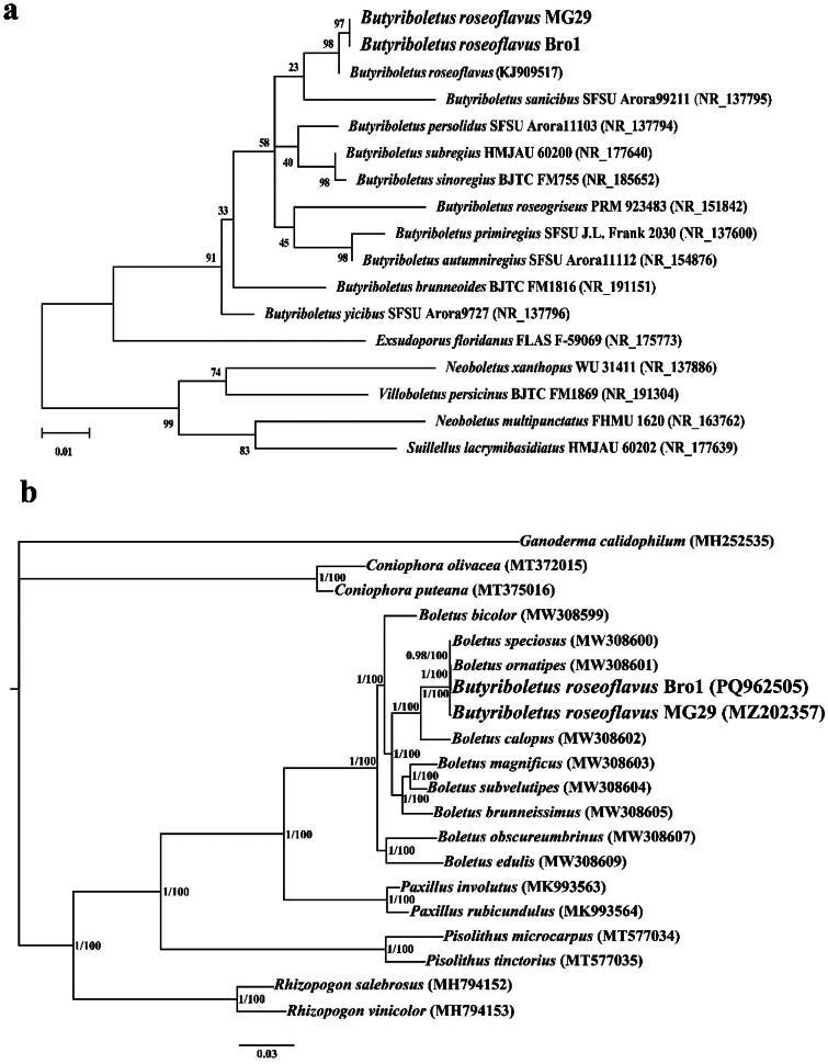 The first two complete mitochondrial genomes of <i>Butyriboletus roseoflavus</i> (Hai B. Li & Hai L. Wei) D. Arora & J.L. Frank 2014 (Boletales: Boletaceae) and phylogenetic analysis.