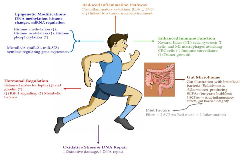 The role of physical activity and epigenetic changes in colorectal cancer prevention.
