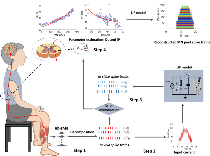 In vivo estimation of motor unit intrinsic properties in individuals with spinal cord injury.